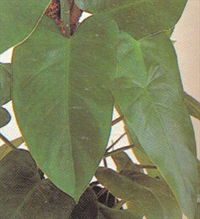 Philodendron, klatrende - Philodendron scandens - pasning