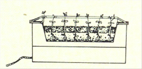 Paraplyplante - Schefflera actinophylla - pasning