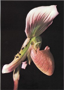 Venussko - Paphiopedilum