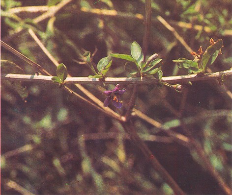 Bukketorn - Lycium halimifolium