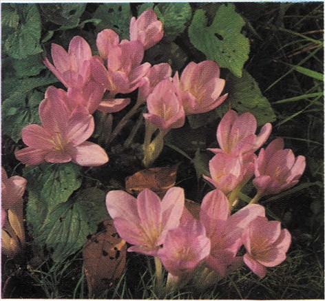 Høsttidløs - Colchicum