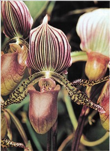 Venussko - Paphiopedilum