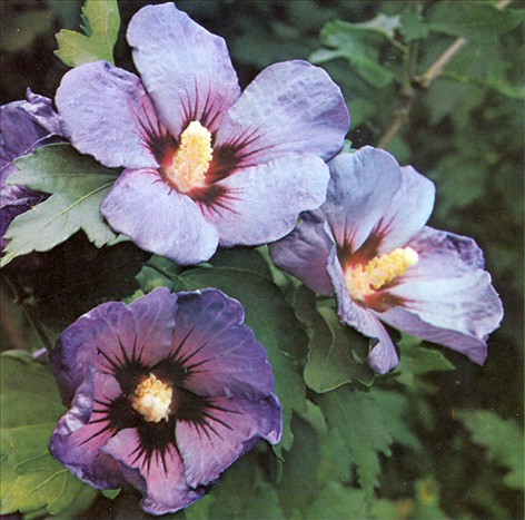 Hibiscus - Hibiscus syriacus