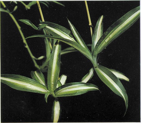 - Chlorophytum comosum