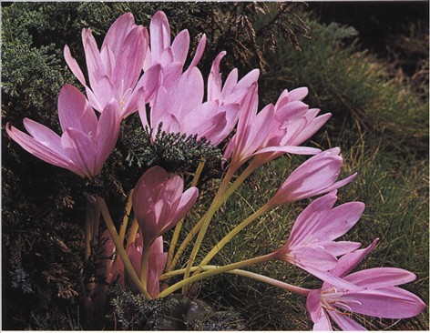 Høsttidløs - Colchicum