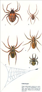 Edderkopper Araneae