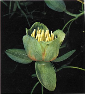 Tulipantræ - Liriodendron tulipifera