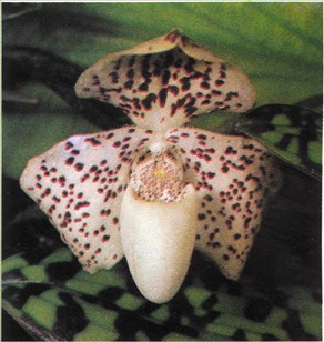 Venussko - Paphiopedilum