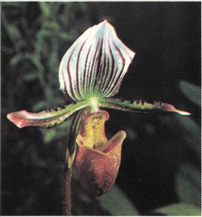 Venussko - Paphiopedilum