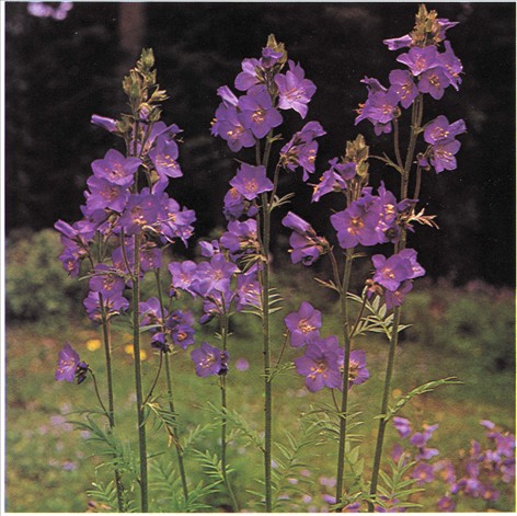 Jakobsstige Polemonium