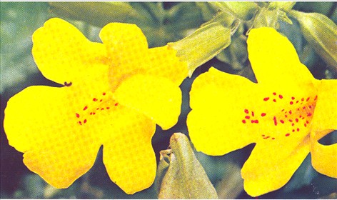 Abeblomst - Mimulus