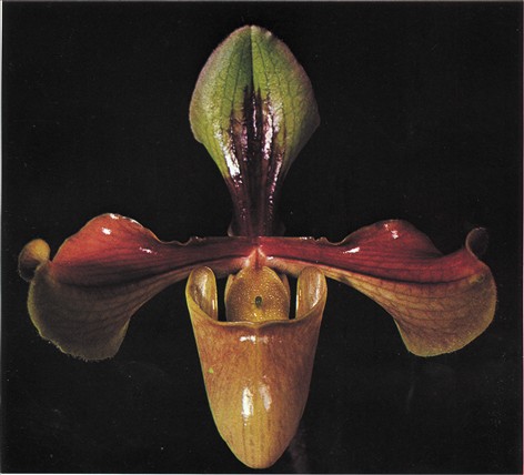 Venussko - Paphiopedilum