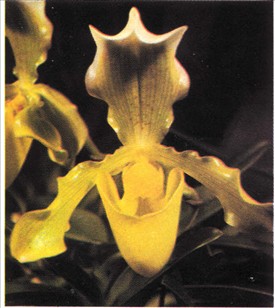 Venussko - Paphiopedilum