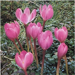 Høsttidløs - Colchicum