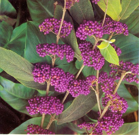 Glasbær - Callicarpa