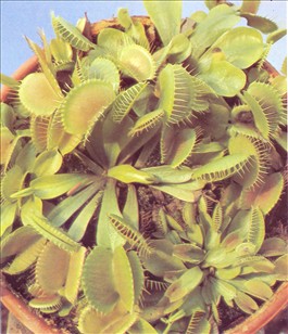 Fluefanger Dionaea muscipula