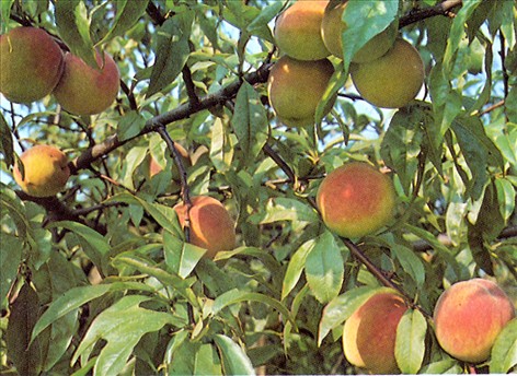 dæk Diplomat Mainstream Fersken - Prunus persica