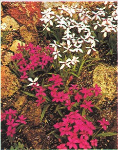 Rhodohypoxis - Rhodohypoxis baurii