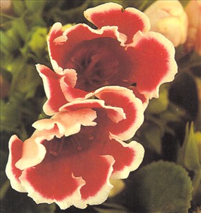 Gloxinia - Sinningia speciosa - pasning