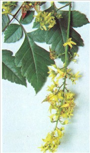 Kinesertræ - Koelreuteria paniculata.