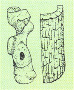 Elsdyrtakbregne - Platycerium alcicorne - pasning