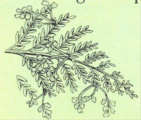 Fuglerede bregne - Asplenium nidus avis - pasning