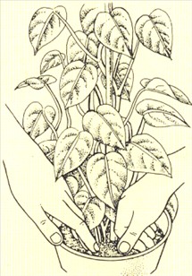 Philodendron, klatrende - Philodendron scandens - pasning