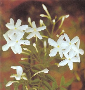 Jasmin - Jasminum polyanthum - pasning