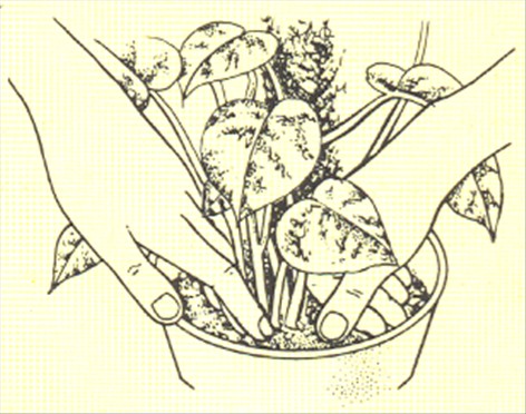 Guldranke - Scindapsus aureus - pasning