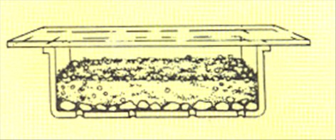 Venushår bregne - Adiantum capillus-veneris - pasning