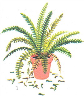 Nyrebregne - Nephrolepis exaltata - pasning