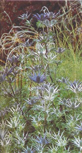 Mandstro - Eryngium