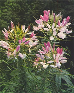 Cleome spinosa