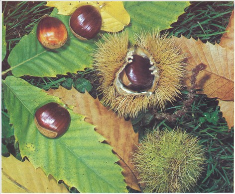 Kastanje, ægte - Castanea sativa