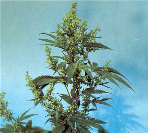 Hamp Cannabis
