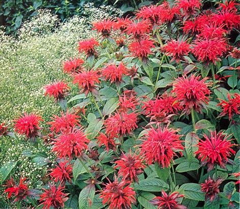 Hestemynte Monarda hybrida