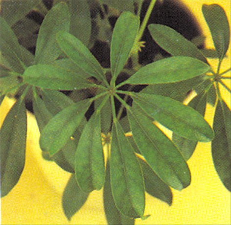 Paraplyplante - Schefflera actinophylla - pasning