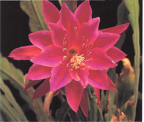 Bladkaktus - Epiphyllum