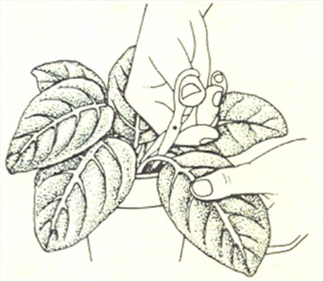 Gloxinia - Sinningia speciosa - pasning