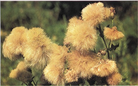 Sædvanlig ganske enkelt Mus Tidsel - Cirsium