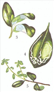 Stueazalea - Azalea indica - pasning