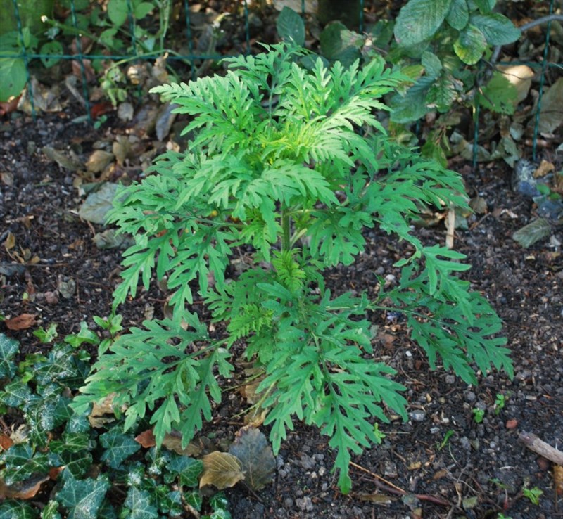 Bynkeambrosie - Ambrosia artemisifolia