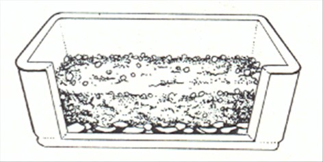 Fuglerede bregne - Asplenium nidus avis - pasning