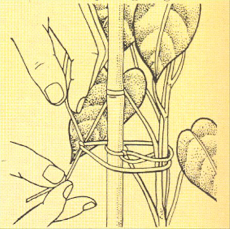 Philodendron, klatrende - Philodendron scandens - pasning