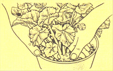 Begonier, blomstrende - Begonia schwabenland - pasning