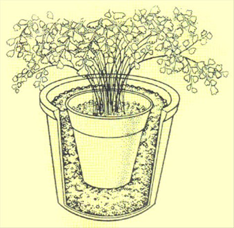 Venushår bregne - Adiantum capillus-veneris - pasning