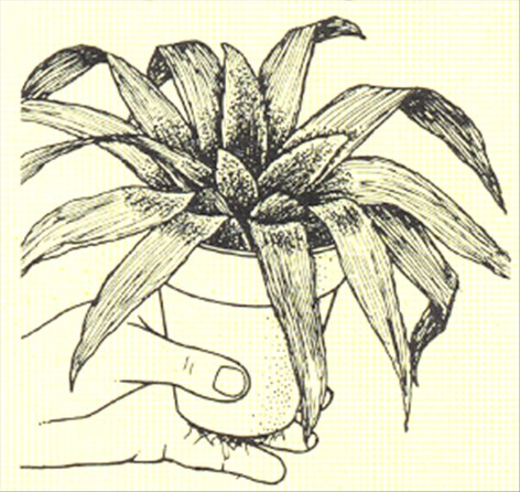 Neoregelia - Neoregelia carolinae - pasning