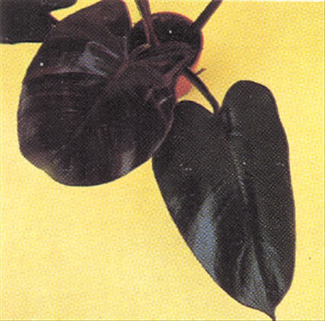 Philodendron, ikkeklatrende - Philodendron bipinnatifidum - pasning