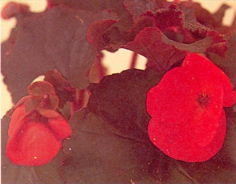 Begonier, blomstrende - Begonia schwabenland - pasning