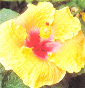 Hawaiiblomst - Hibiscus rosa-sinensis - pasning